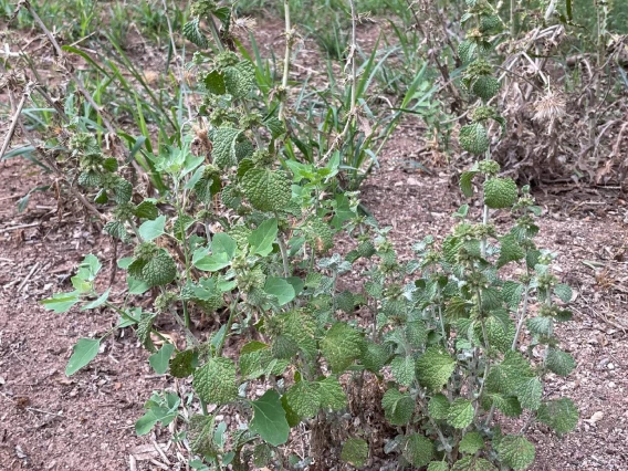 Marrubium vulgare (horehound)