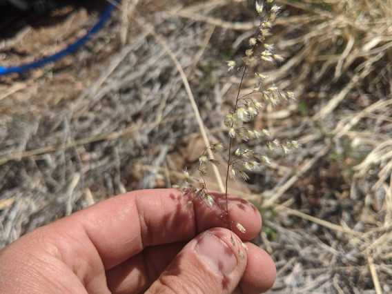 Melinis repens