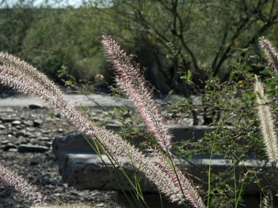 Pennisetum setaceum Inflorescence