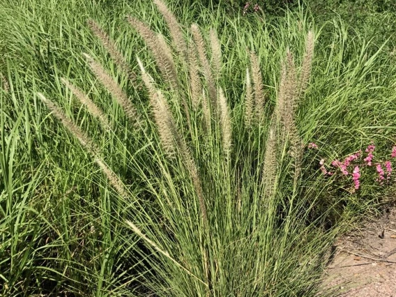 Pennisetum setaceum