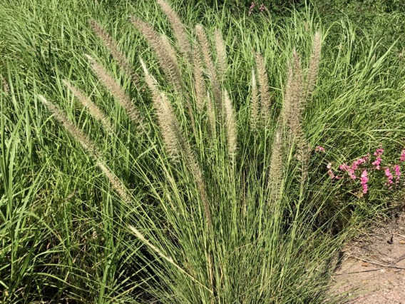 Pennisetum setaceum