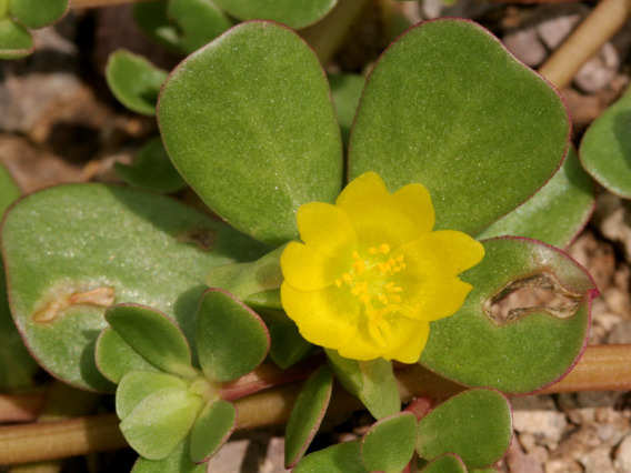 Portulaca oleracea (purslane) blooming