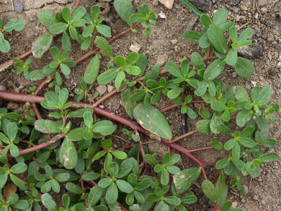 Portulaca oleracea (purslane)