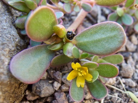 Portulaca oleracea (purslane) flowering