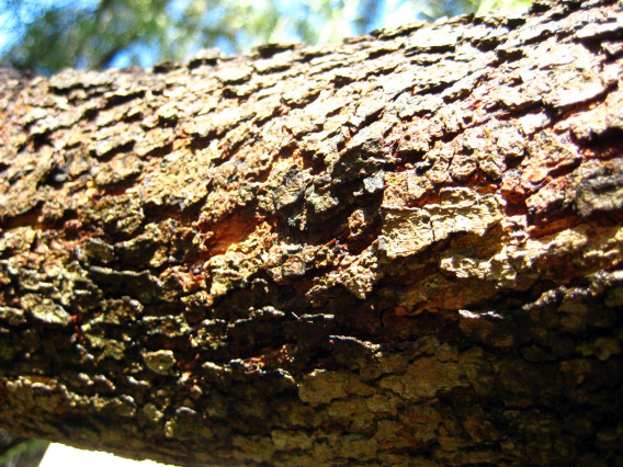 Rhus lancea bark