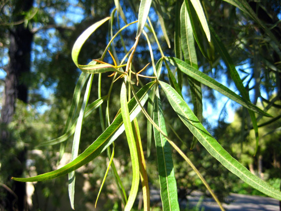 Rhus lancea leaves