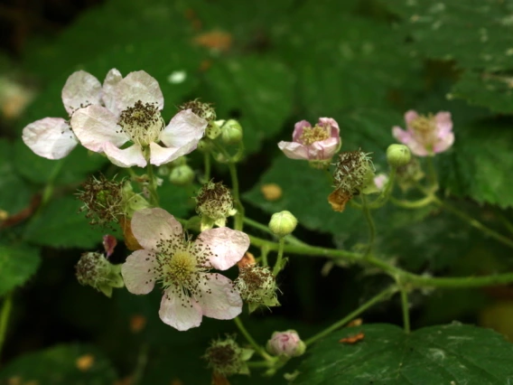 Rubus armeniacus