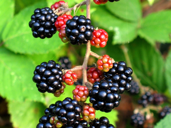 Rubus armeniacus