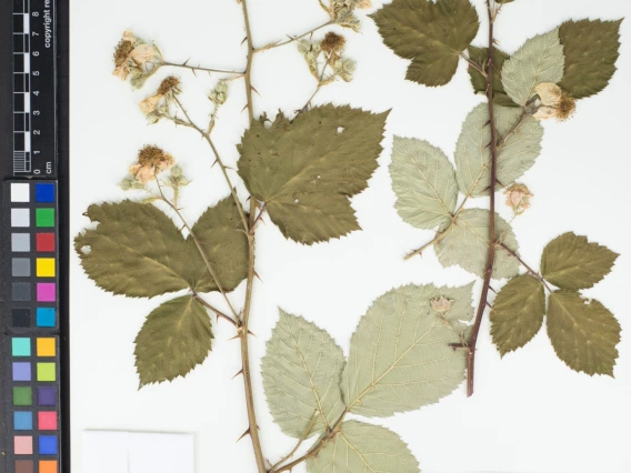 Rubus armeniacus