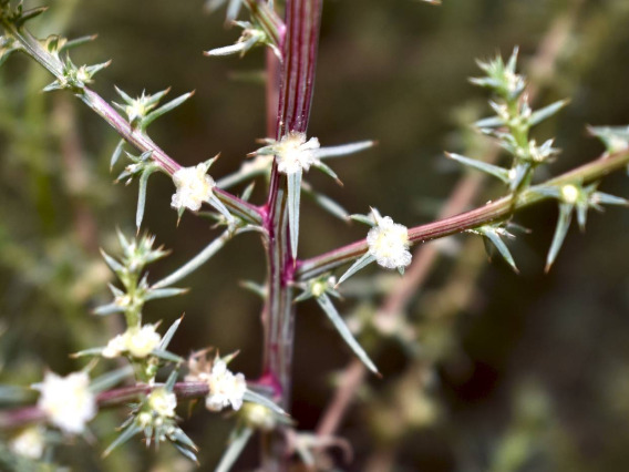 Salsola tragus flowering