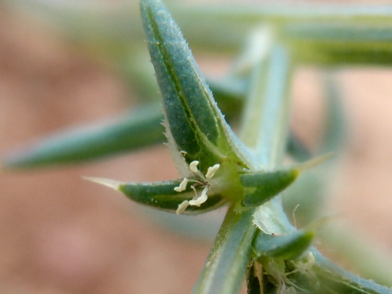 Salsola tragus leaves