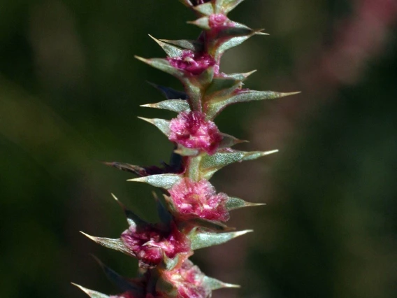 Salsola tragus flowering