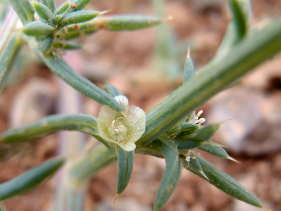 Salsola tragus flowering