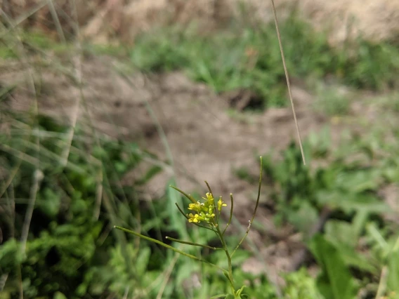 Sisymbrium irio