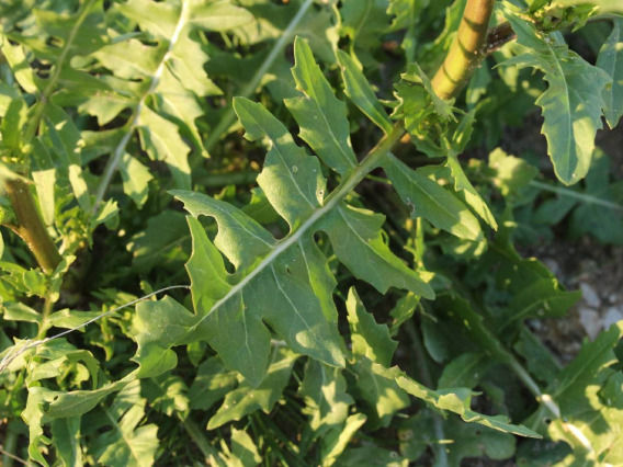 Sisymbrium irio leaves