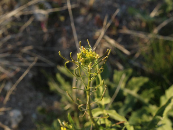 Sisymbrium irio inflorescence