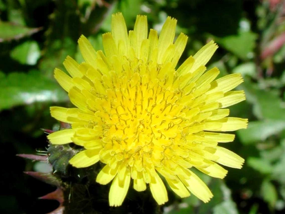 Sonchus oleraceus flower