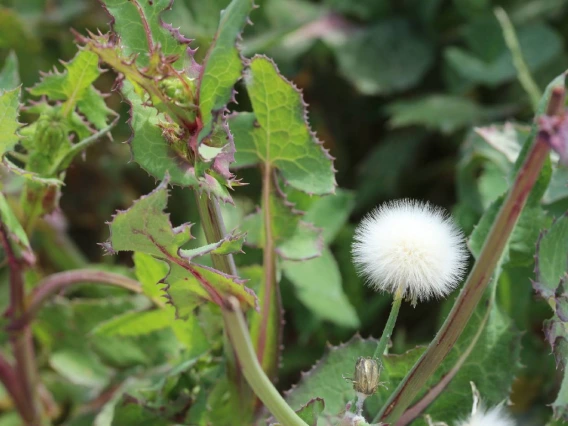 Sonchus oleraceus