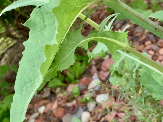 Sonchus oleraceus leaves