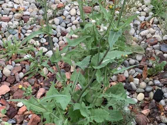 Sonchus oleraceus