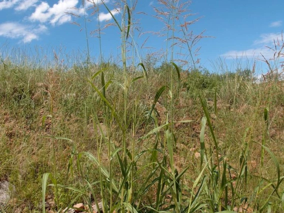 Sorghum halepense