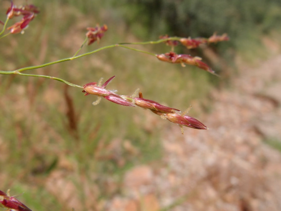 Sorghum halepense