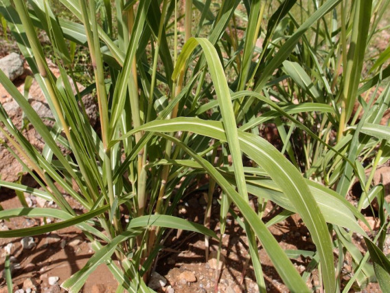 Sorghum halepense