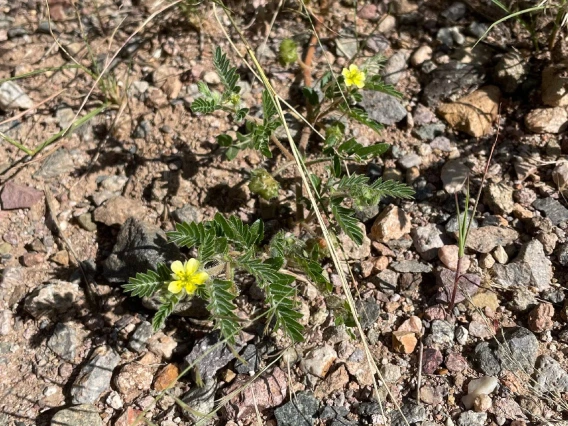 Tribulus terrestris plant