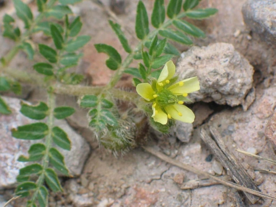 Tribulus terrestris flower