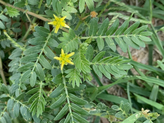 Tribulus terrestris (goathead)