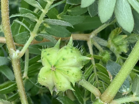 Tribulus terrestris (goathead) burr