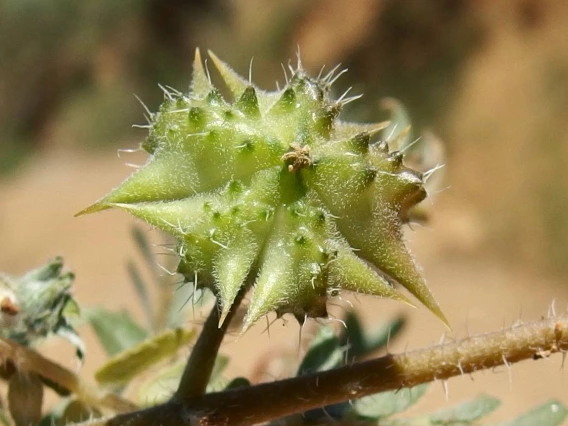 Tribulus terrestris (goathead) burr