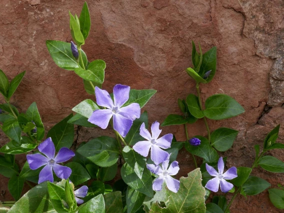 Vinca major flowers and leaves