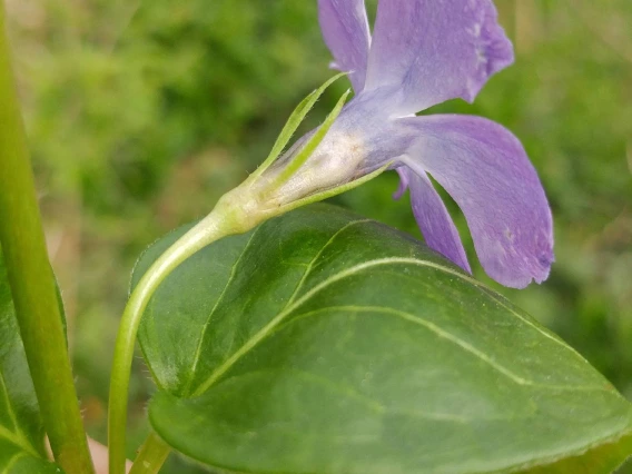 Vinca major flower