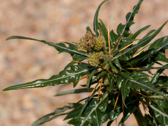 Xanthium spinosum