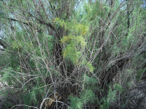 Tamarix chinensis (Tamarisk)