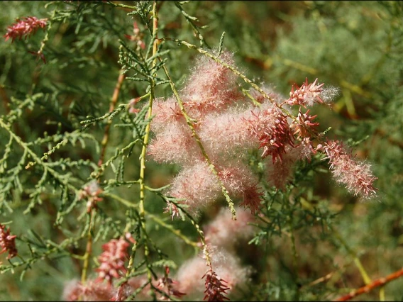 Tamarix chinensis (Tamarisk) flowering