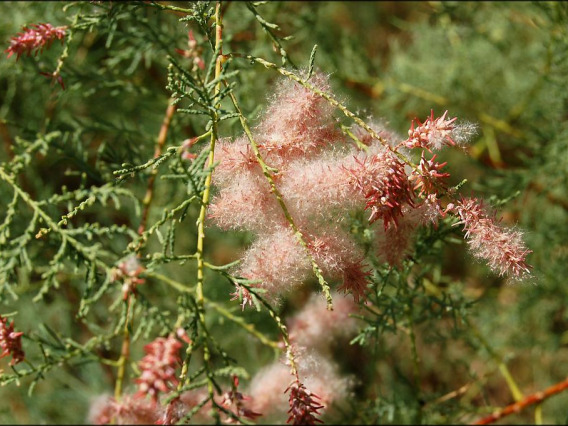 Tamarix chinensis (Tamarisk) flowering