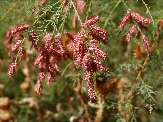 Tamarix chinensis (Tamarisk) flowering