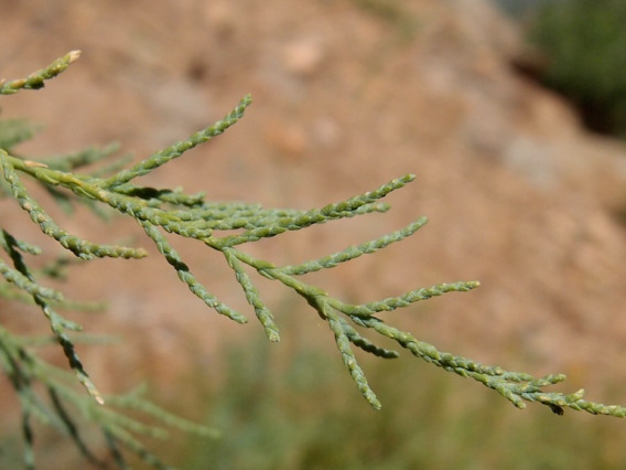 Tamarix chinensis (Tamarisk) branch tip