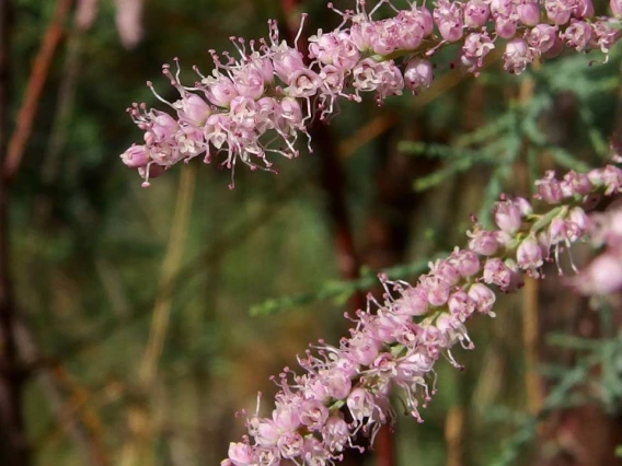 Tamarix chinensis (Tamarisk) flowers