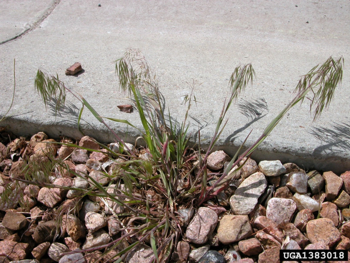 cheatgrass