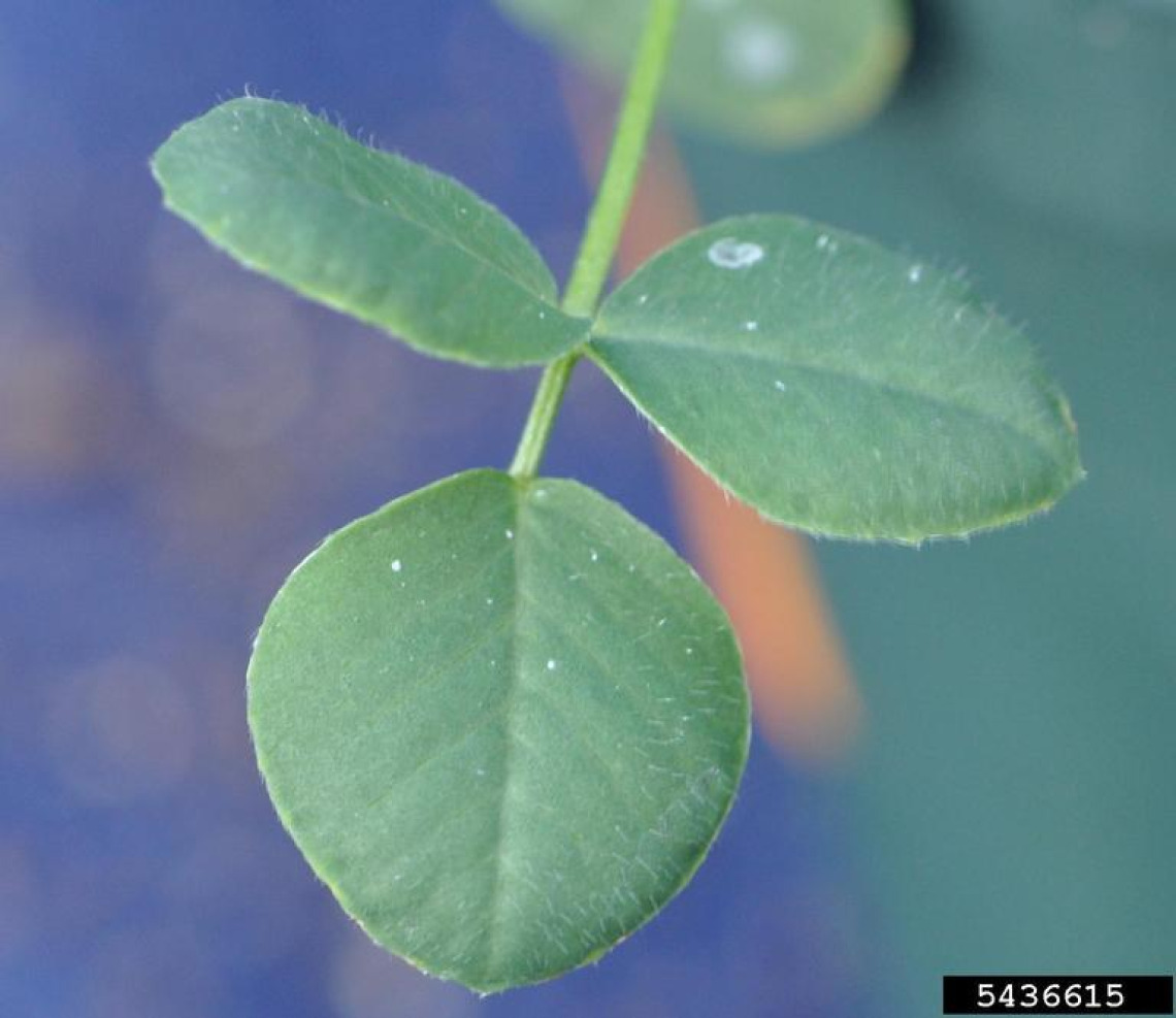 Black medic leaf