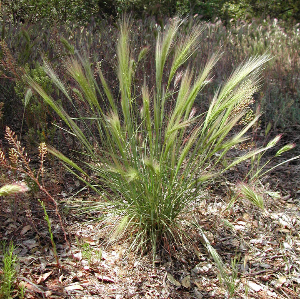 Bottlebrush squirreltail habit