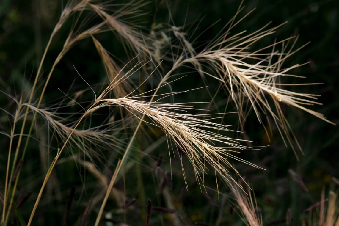 Squirreltail dried seed head