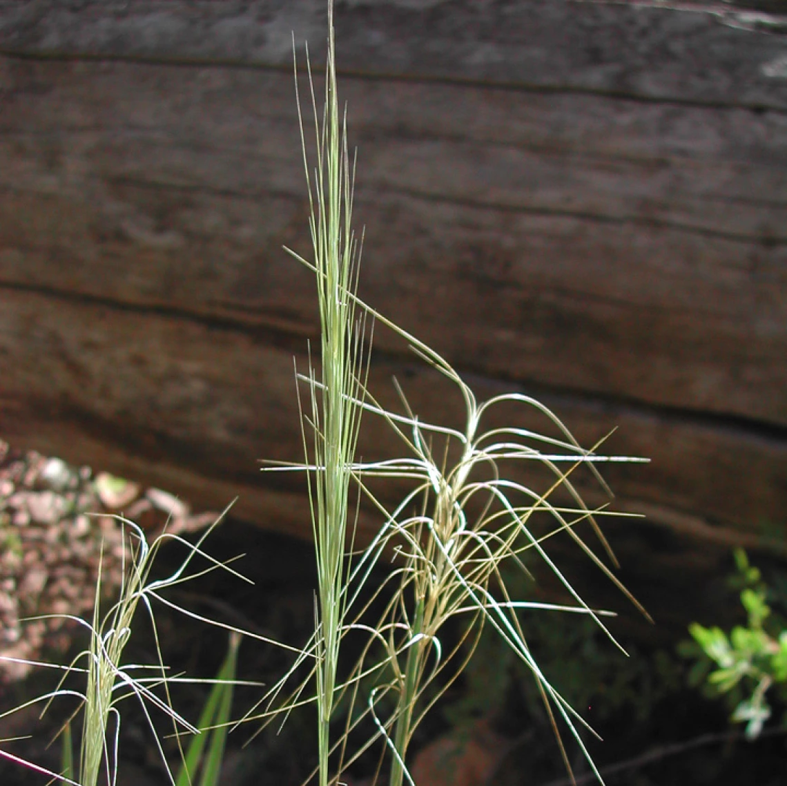 Squirreltail fresh and dried seed head