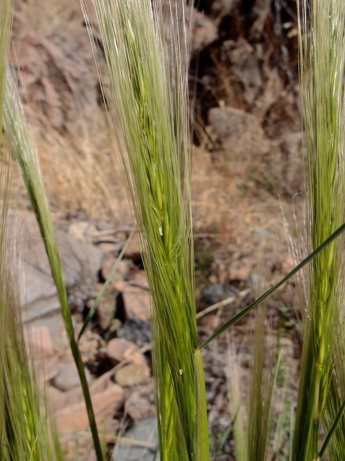 Squirreltail fresh seed head