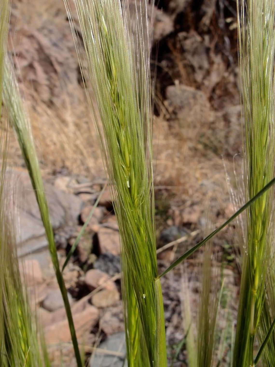 Squirreltail fresh seed head