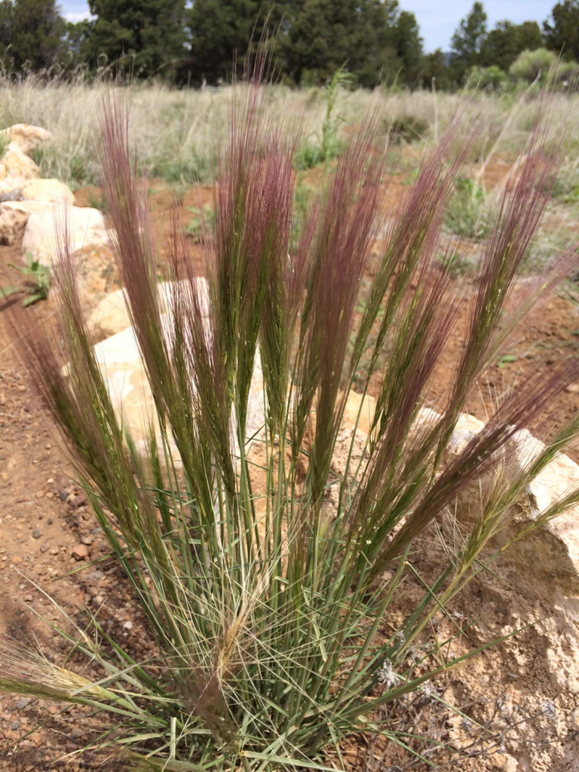 Early season red seed head