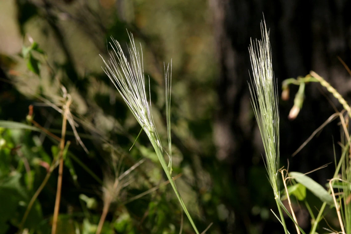 Squirreltail seed head